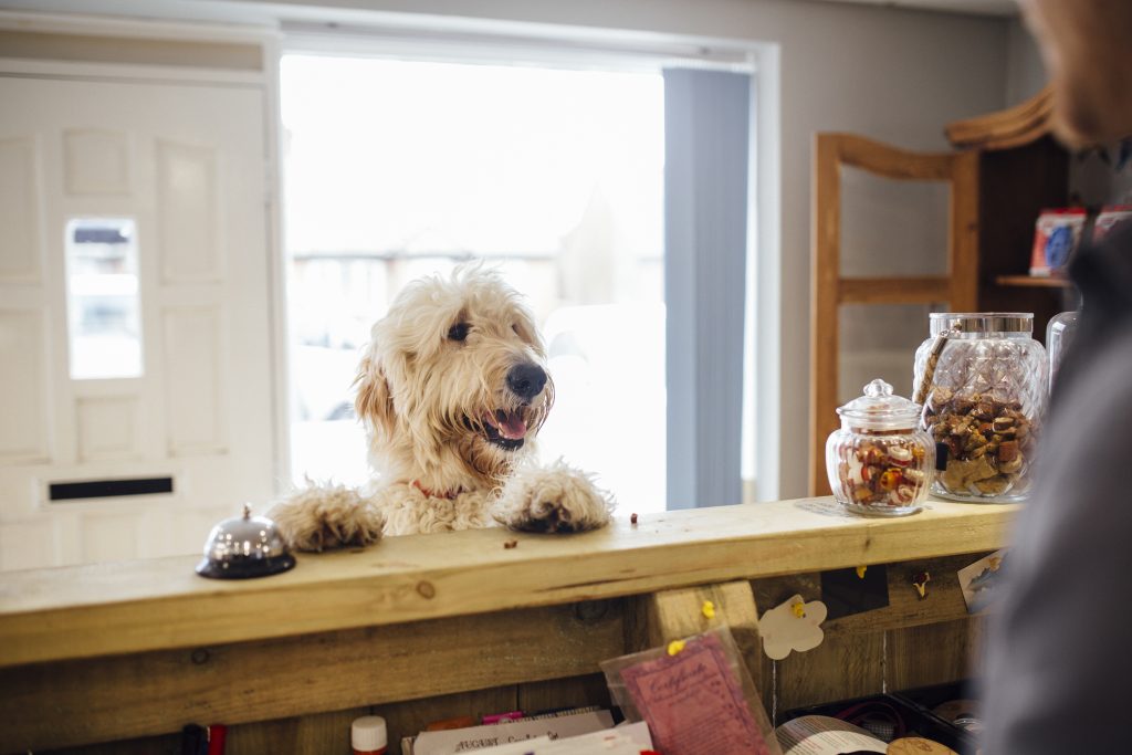 Dog breeding business tax advice
